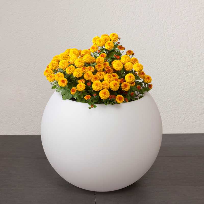 Blumenkübel Terrasse